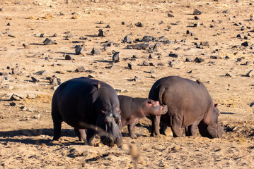 Three-Hippo Family with Baby