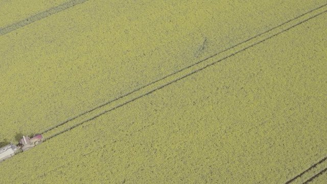 Rapsfeld wird mit Trecker ged&uuml;ngt.