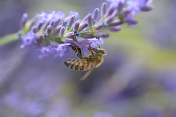 Honey bee on a lavender and collecting polen. Flying honeybee. 