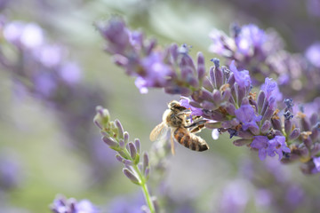 Honey bee on a lavender and collecting polen. Flying honeybee. 