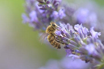 Honey bee on a lavender and collecting polen. Flying honeybee. 