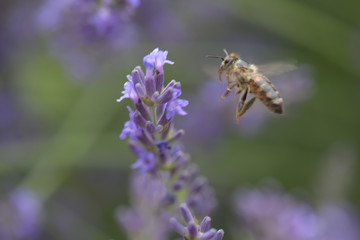 Honey bee on a lavender and collecting polen. Flying honeybee. 
