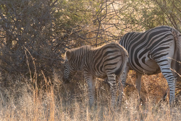 Fototapeta na wymiar Zebras on Safari in Africa