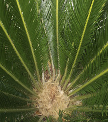 Sago Palm Asian Cycad Scale Insects