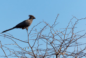 Birds in South Africa Collection