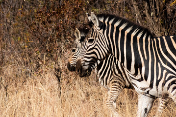 Fototapeta na wymiar Zebras on Safari in Africa
