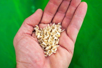 Waxy palm tree flowers in hand, green background.