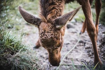Baby Moose Searching for Food Close-Up