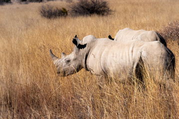 Obraz premium rhinocerous