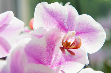 Naklejka na ściany i meble Orchids growing tips. How take care tropic plants indoors. Gardening and planting. House plants. Orchids soft gentle tender blossom close up. Orchids flower pink violet bloom. Phalaenopsis orchid