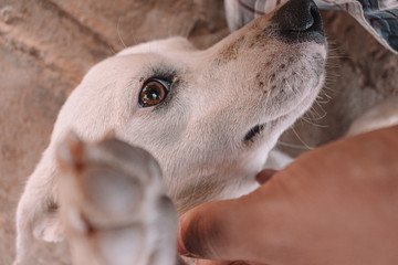 Fototapeta premium portrait of dog brazil