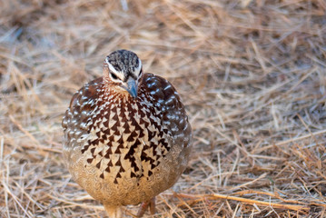 Birds in South Africa Collection