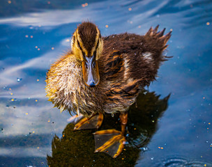 Kaczka, kaczki © Dreamnordno