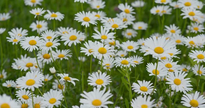 White chamomile in the meadow field