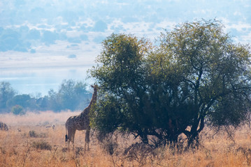 Giraffes on Safari in South Africa