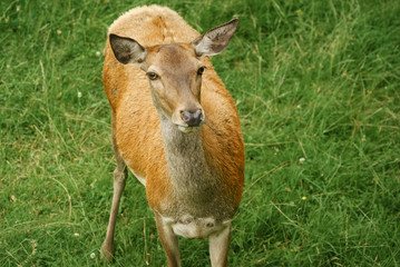 Red Deer