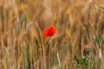 rote Mohnblume im Kornfeld