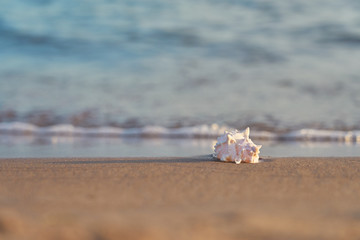 Sea shell on sandy beach with blurred sea water with waves on a background. Copy space.