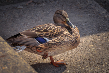 Duck standing peacefully on concrete mixed with gravel tiles overlooking surrounding and enjoying warm sun on warm sunny day