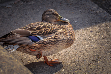 Duck standing peacefully on concrete mixed with gravel tiles overlooking surrounding and enjoying warm sun on warm sunny day