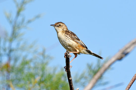 Zistens&auml;nger / Cistens&auml;nger (Cisticola juncidis) - zitting cisticola / streaked fantail warbler