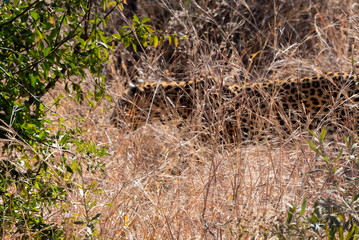 Leopard in Grass in South Africa