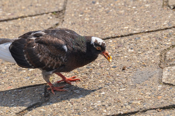 Pigeon standing peacefully on concrete mixed with gravel tiles overlooking surrounding and enjoying warm sun on warm sunny day