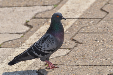 Pigeon standing peacefully on concrete mixed with gravel tiles overlooking surrounding and enjoying warm sun on warm sunny day