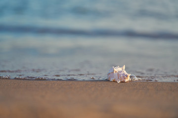 Sea shell on sandy beach with blurred sea water with waves on a background. Copy space.