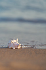 Fototapeta na wymiar Sea shell on sandy beach with blurred sea water with waves on a background. Copy space.