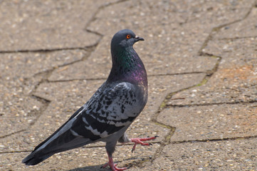 Pigeon standing peacefully on concrete mixed with gravel tiles overlooking surrounding and enjoying warm sun on warm sunny day