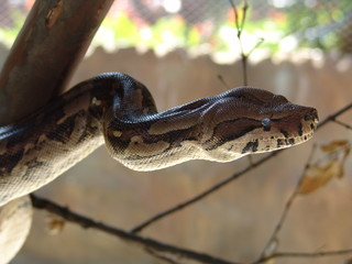 culebra