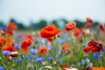Fototapeta premium rote Mohnblumen 1