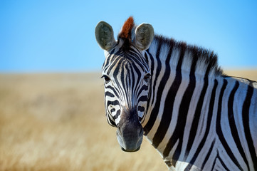 Beautiful portrait of a zebra