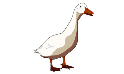 white isolated duck farm animal