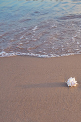 Fototapeta na wymiar Sea shell on sandy beach. Copy space.