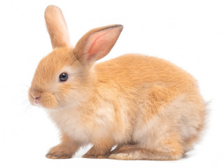 Red-Brown cute  rabbit isolated on white background. Lovely young brown rabbit.