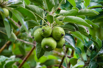 An apple is a sweet, edible fruit produced by an apple tree (Malus domestica). Apple trees