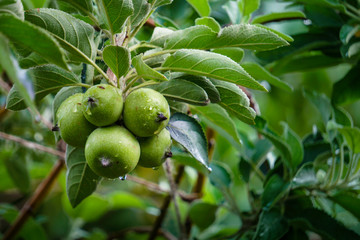 An apple is a sweet, edible fruit produced by an apple tree (Malus domestica).