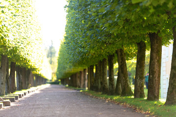 Park area. Paths, trees and greenery in the park. Trees forming a tunnel in Peterhof Park.