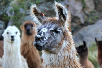 retrato de llama
