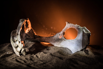 Animal bone in dark Halloween night with fog and light on background / Selective focus and space for text.
