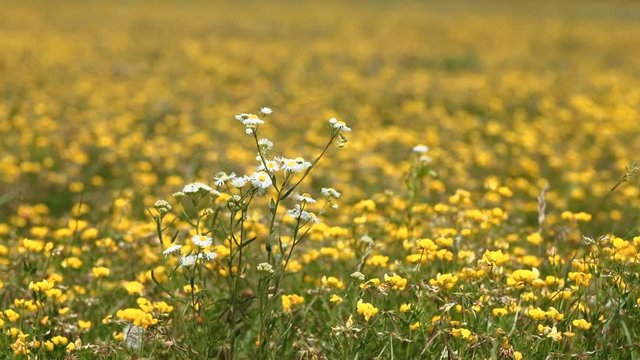 Daisy fleabane on a meadow covered by yellow wild flowers. Czech Republic, July 2019. 4K resolution 