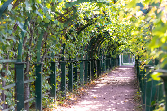 Beautiful berso. Tunnel of plants in Peterhof Park. Arches and pergolas in the garden.