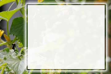 A bees life is busy invitation with white square