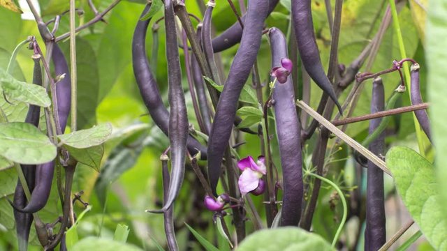 Purple beans in garden closeup, outdoors shot