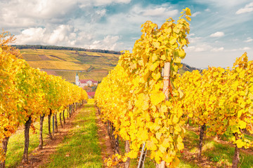 Naklejka premium Landscape with autumn vineyards in region Alsace, France near village of Barr