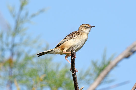 Zistens&auml;nger / Cistens&auml;nger (Cisticola juncidis) - zitting cisticola / streaked fantail warbler