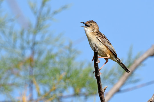 singender Zistens&auml;nger / Cistens&auml;nger (Cisticola juncidis) - zitting cisticola / streaked fantail warbler