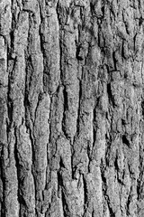 detail of oak bark in autumn
